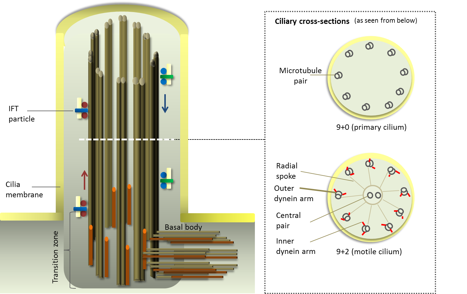 Cilium structure